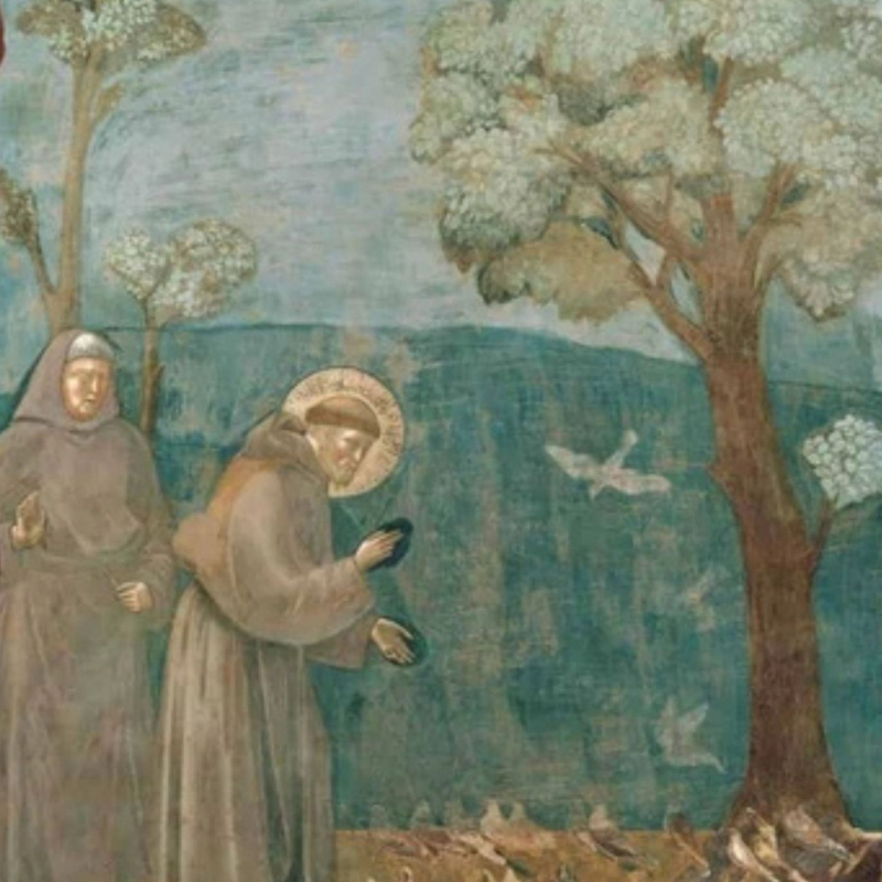 shop Giotto, Preaching to the Birds